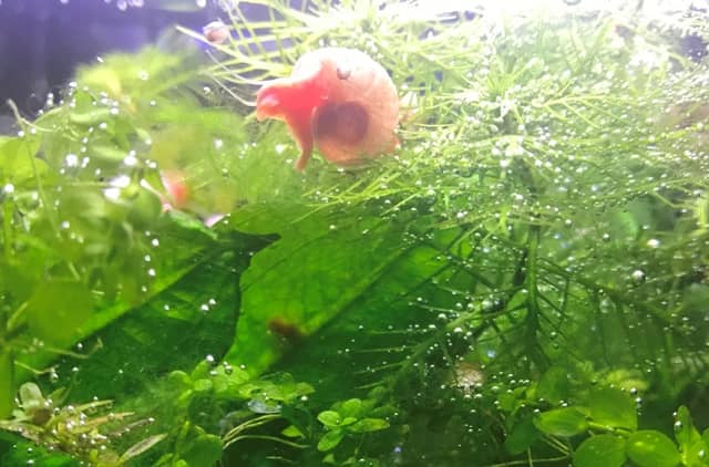 pink ramshorn snail on aquarium plants that are pearling