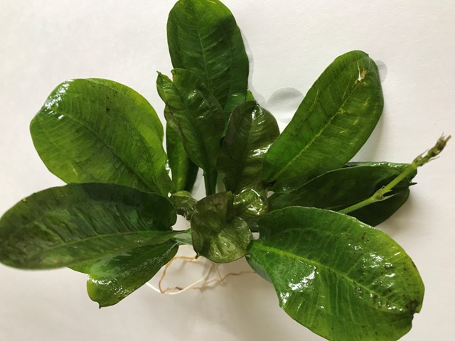 Rosette Sword – A sword plant for your smaller fish tank