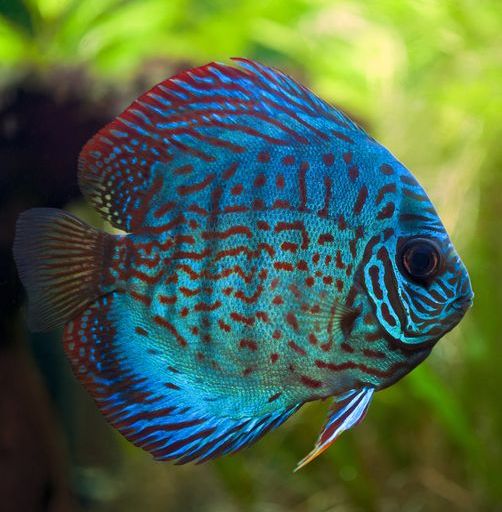 Blue discus in an aquarium