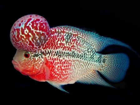 Red colored flowerhorn cichlid