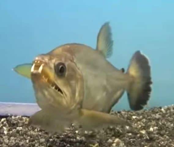 The 5 dangerous freshwater aquarium fish