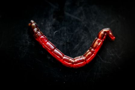 bloodworm on a black background