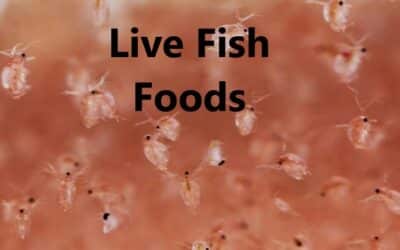 Grow Your Own (Gross) Live Fish Food – 4 Easy Types