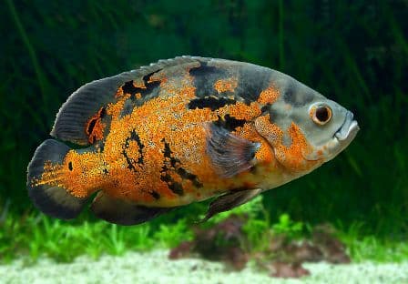 Oscar fish in an aquarium