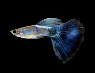 solid color male guppy