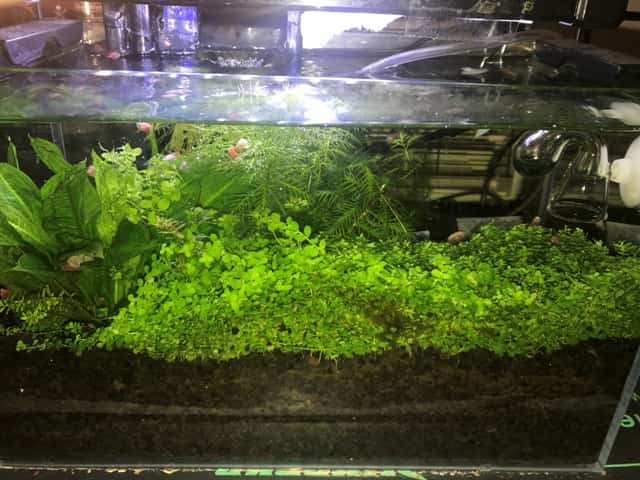 My 2.9 gallon planted nano tank