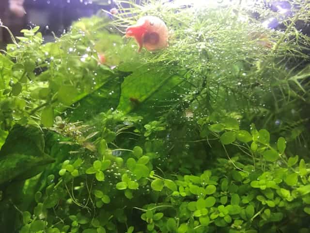 snail on top of aquarium plants