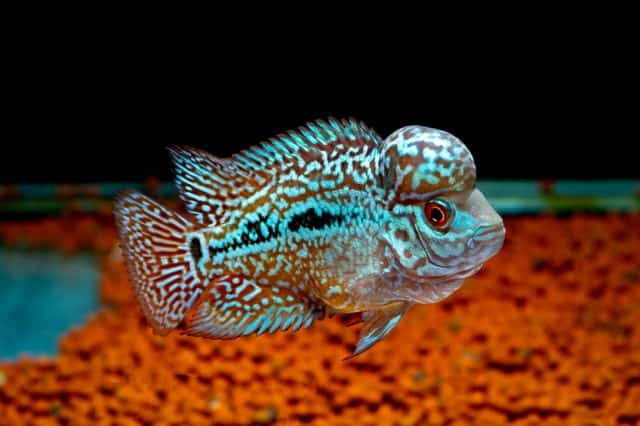 Beautiful Firehorn Cichlid