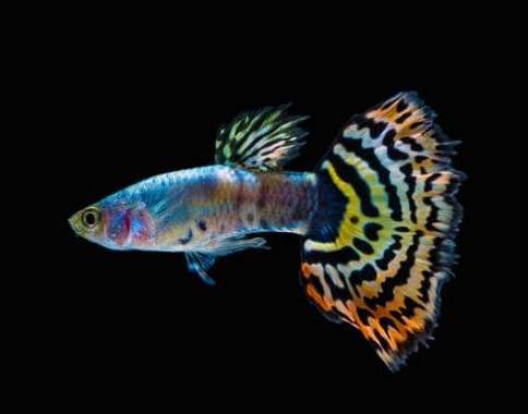 Colorful male guppy on a black background