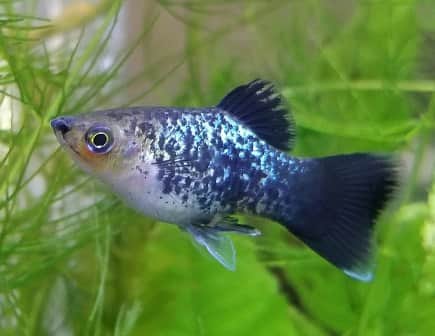 Black and white rainbow platy in a planted aquarium