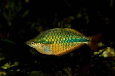 a rainbow fish