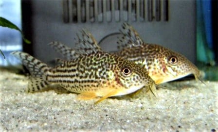 A pair of healthy cory cats