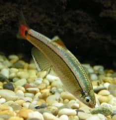White cloud minnow provided by wikipedia