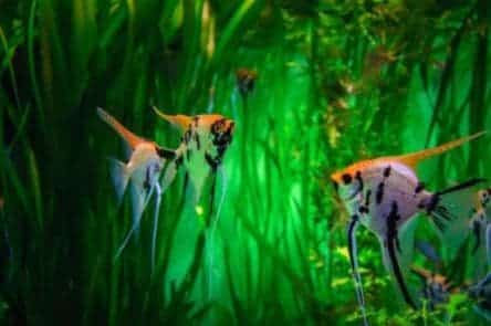 Angelfish in a planted aquarium