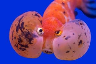 Bubble Eye Goldfish