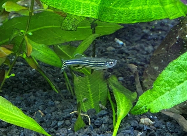 Zebra Danio / Zebrafish in my planted aquarium