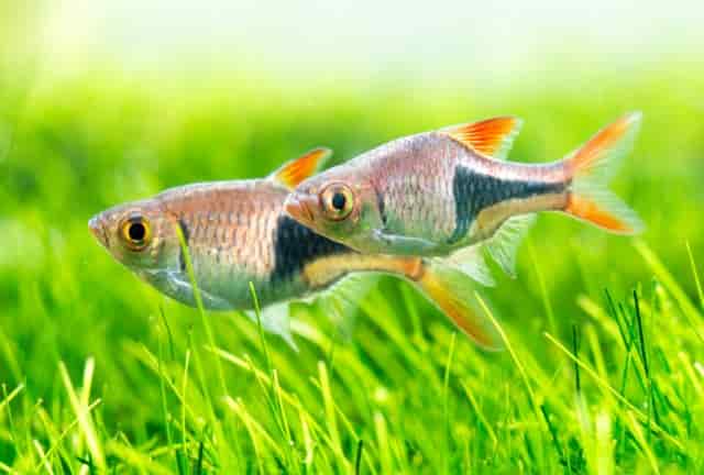 two rasboras swimming in grass