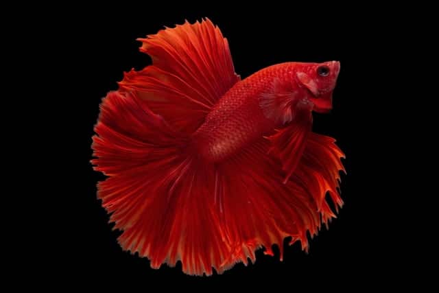 Red Male Betta Fish on a black background