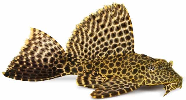 brown-spotted-high-fin-Plecostomus