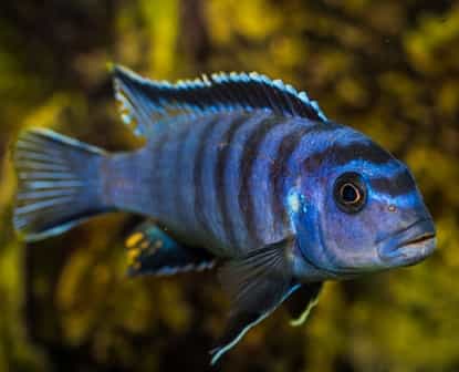 African cichlid navy blue with black stripes
