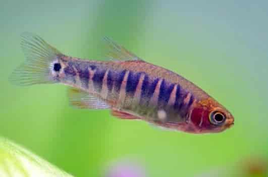 colorful danio fish
