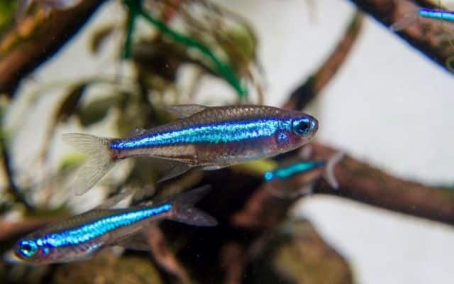 green neon tetra fish