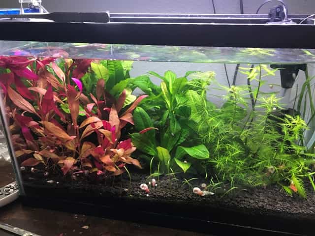 10 gallon nature-based aquarium