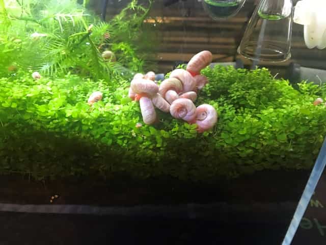 Nano aquarium snails Pink ramshorn snails