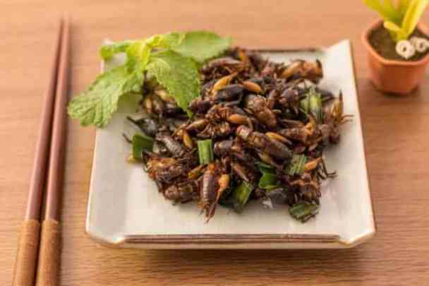 Cooked crickets on a white plate with chopsticks on the side