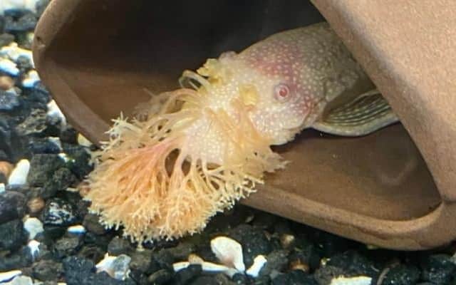 albino bristlenose pleco