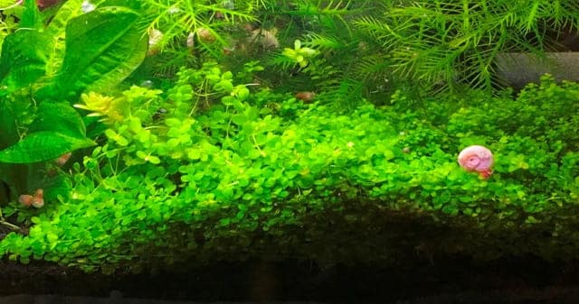 nano aquarium plants