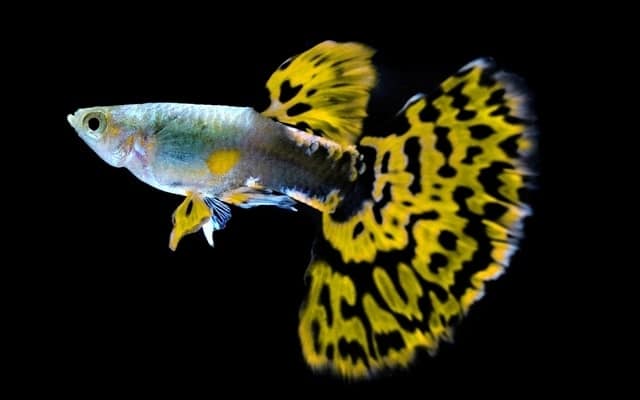 picture of a yellow tail guppy on a black background