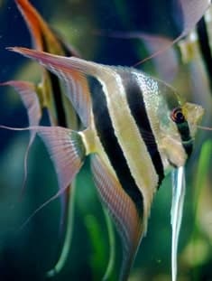 Altum Pterophyllum Species freshwater Angelfish