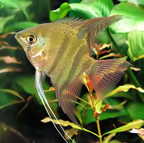 Image of the freshwater angelfish type: Pterophyllum leopoldi
