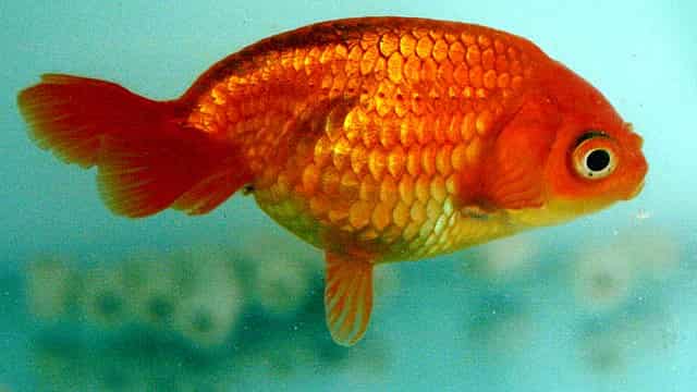 Growing Huge, Healthy Goldfish – 14 Varieties With Pictures & 3 Videos ...