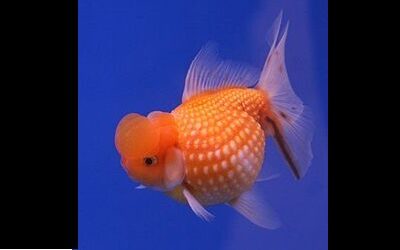 The Best Goldfish Care Guide for Beginners and Experts W/ 23 Pictures