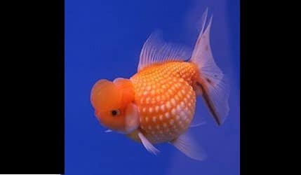 The Best Goldfish Care Guide for Beginners and Experts W/ 23 Pictures