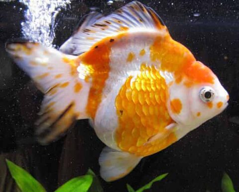 Goldfish Care - Growing, Feeding, Breeding Huge Healthy Goldfish ...