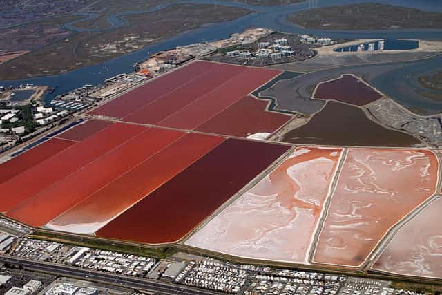 Brine shrimp growing ponds