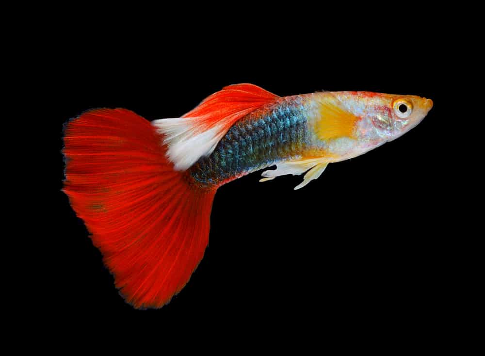 Red tail guppy