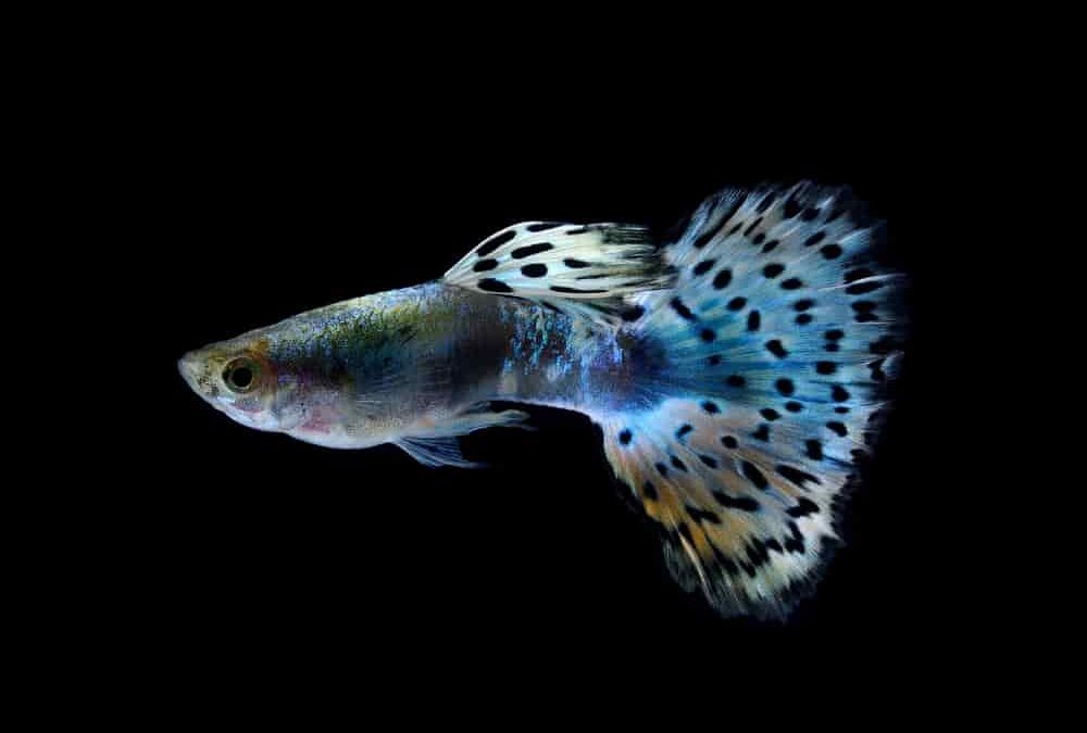 Unlock the Secrets of Breeding Beautiful Guppies: A Step-by-Step Guide with Stunning Visuals