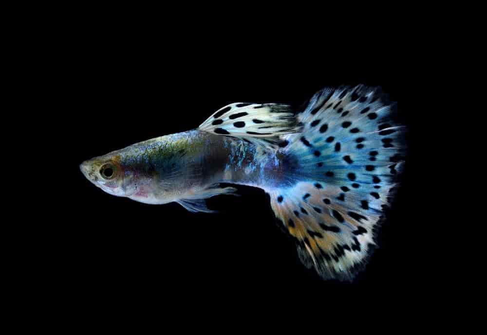 blue guppy on a black background