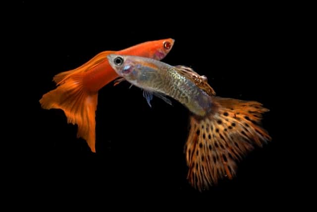 2 guppies, one full orange and one snake skin orange