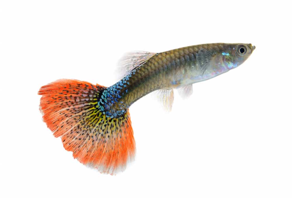 Male guppy with a peach colored tail white background