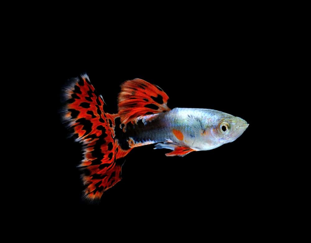 picture of a male guppy with a red and black tail isolated on a black background