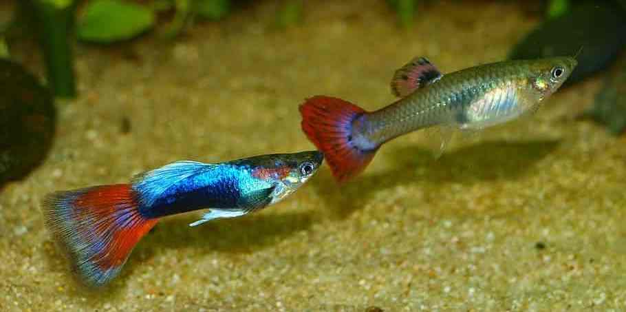 Male and female guppy