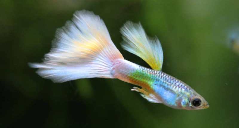 white male guppy