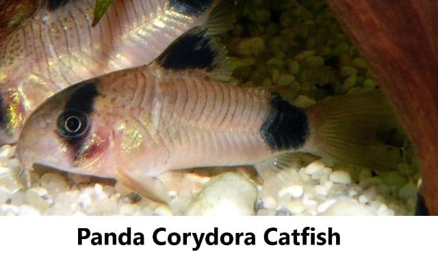 panda cory catfish