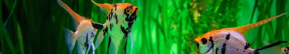 caring for angelfish