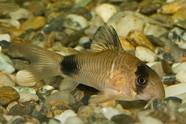 panda cory